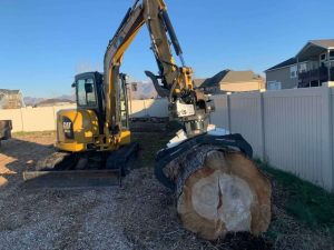 tree service
